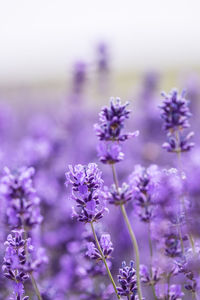 Close-up of purple flowering plants on field