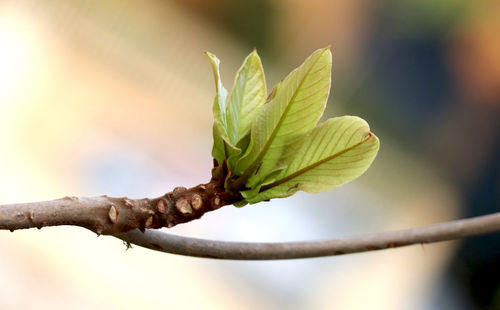 Close-up of flower growing on tree