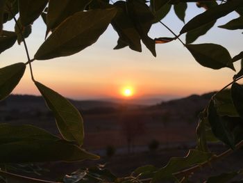 Close-up of leaves against sky during sunset