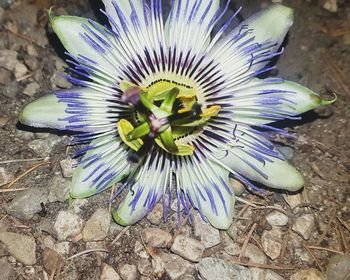 High angle view of purple flower on wood