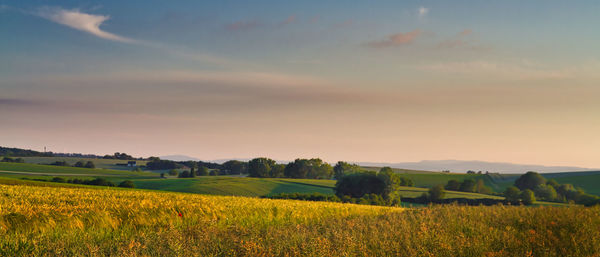 Scenic view of agricultural field against sky during sunset