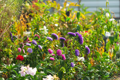 Close-up of purple flowering plants on field