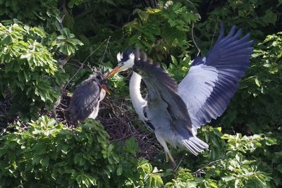 View of birds flying