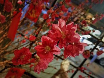 Close-up of red leaves