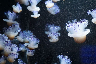 Close-up of jellyfish swimming in sea