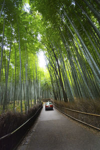 Arashiyama bamboo grove, kyoto, japan