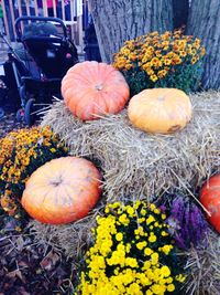 High angle view of pumpkins on plant during autumn