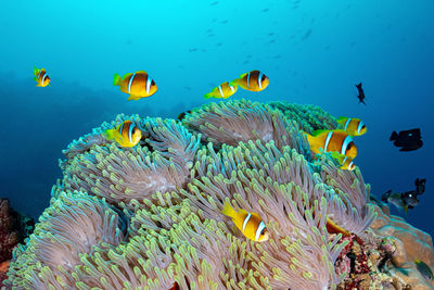 School of anemone fish in an anemone