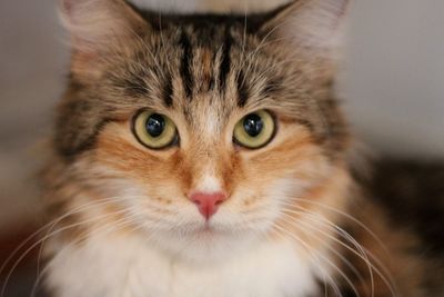 Close-up portrait of siberian cat 