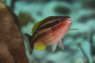 Close-up of fish swimming in sea