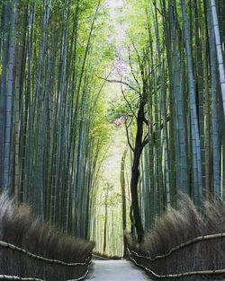 Footpath amidst bamboo trees at forest