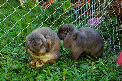 Holland lops in a field