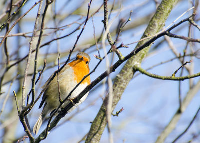 Low angle view of bird perching on branch