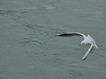 Seagull flying over sea