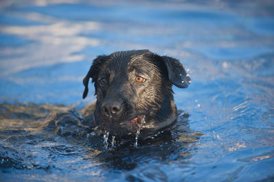 Portrait of dog in water