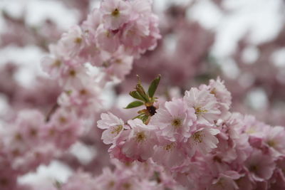 Pink flowers blooming on tree