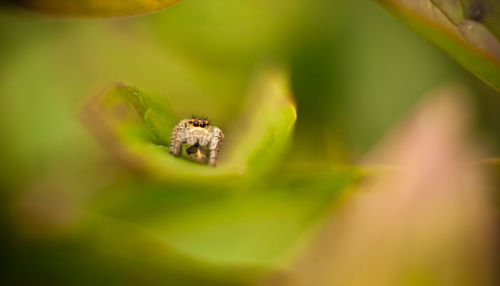 Close-up of grasshopper on leaf