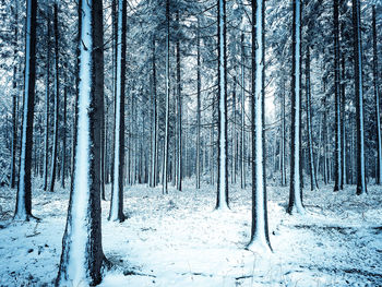 Trees in forest, covered in snow