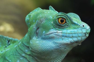 Close-up of turquoise iguana