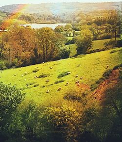 Scenic view of forest