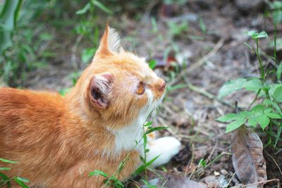 Portrait of a cat on field