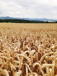 Scenic view of wheat field against sky