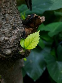 Close-up of butterfly on tree trunk