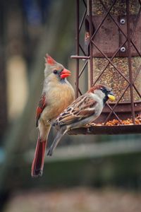 Close-up of birds perching on bird feeder 