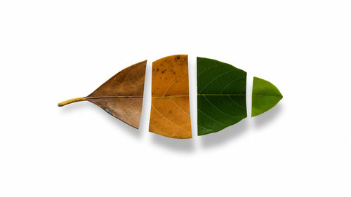 High angle view of bread and leaves against white background