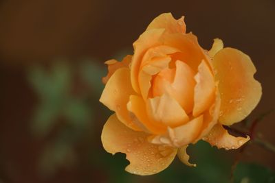 Close-up of wet rose