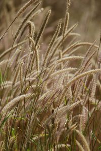 Close-up of fresh plants on field