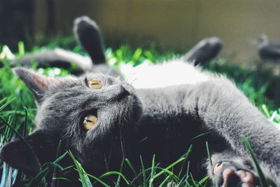 Close-up of a cat on field