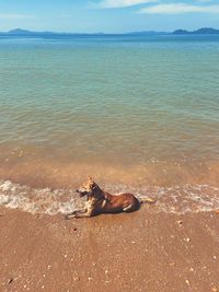 Dog relaxing on beach