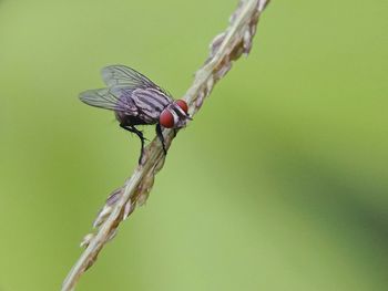 Close-up of dragonfly on twig