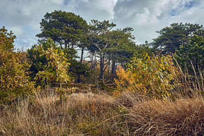 Trees growing in field against sky