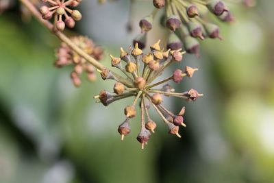 Close-up of flowering plant