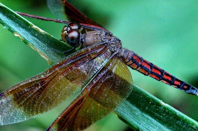 Close-up of insect