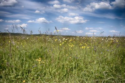 Scenic view of grassy field against sky