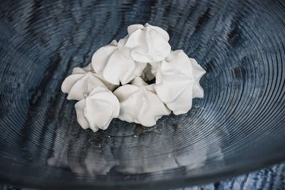 High angle view of white rose on table