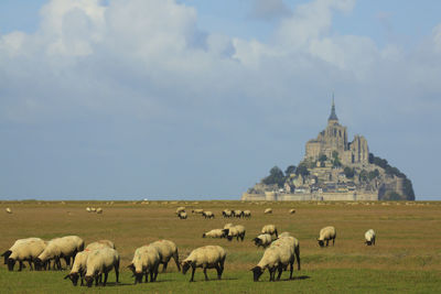 Flock of sheep and mont saint michel on grassy field in normandy, france