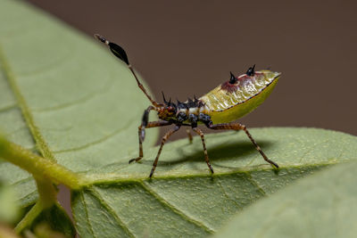 Close-up of insect on leaf