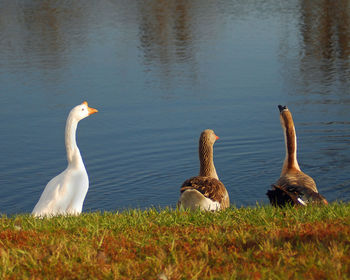 View of birds in lake