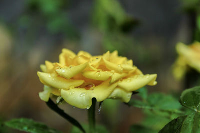 Close-up of wet yellow flower