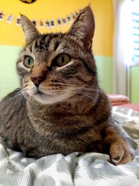 Close-up portrait of a cat