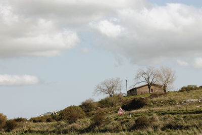 Trees on field against sky
