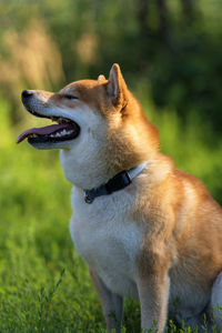 Close-up of a dog looking away