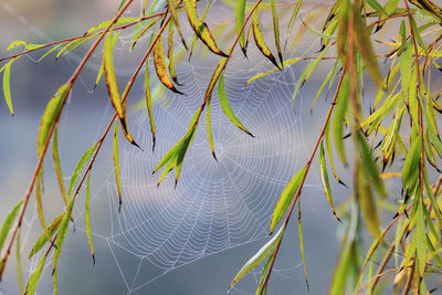 Close-up of spider web against blurred background