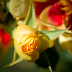 Close-up of rose flower