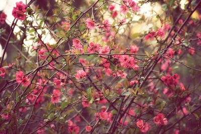 Low angle view of pink flowers on tree