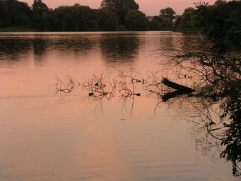 Swan swimming in lake during sunset